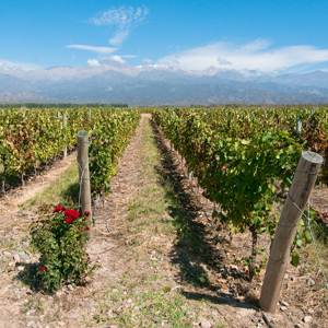 Flavors of Argentina: Mendoza and Buenos Aires