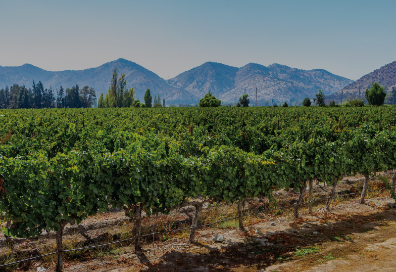 Special Interest Itinerary: Wine